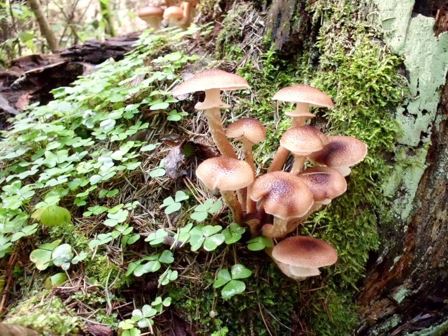 Опенок темный Armillaria фото