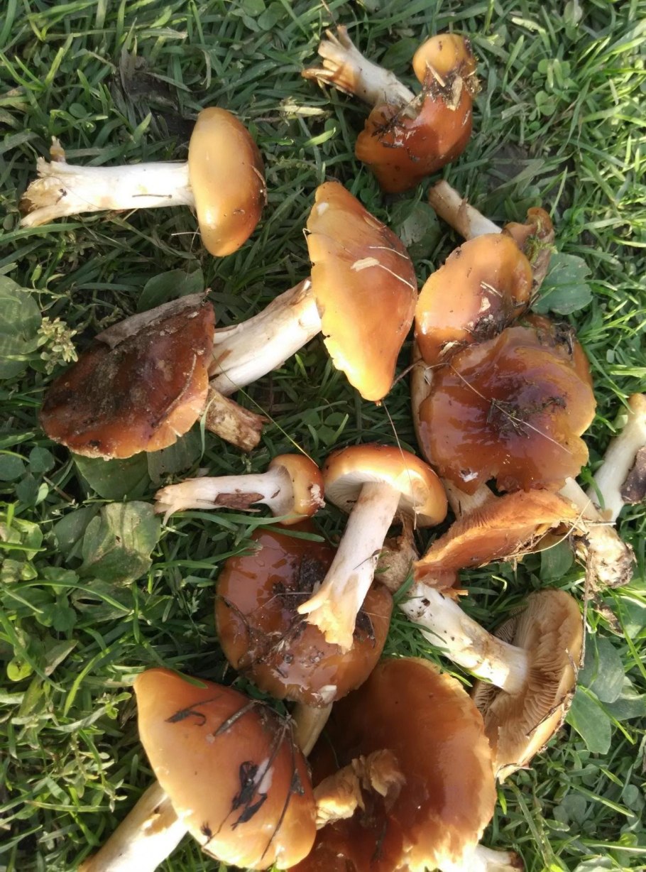 Мокруха Еловая гриб