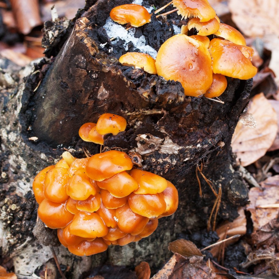 Рядовка перевязанная Tricholoma focale