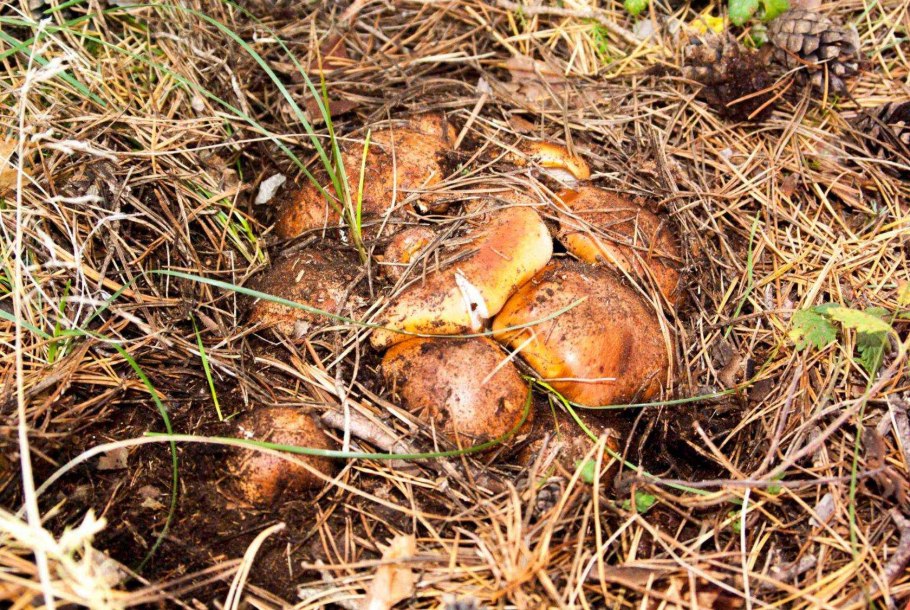 Грибы Волгоградской области печеночники