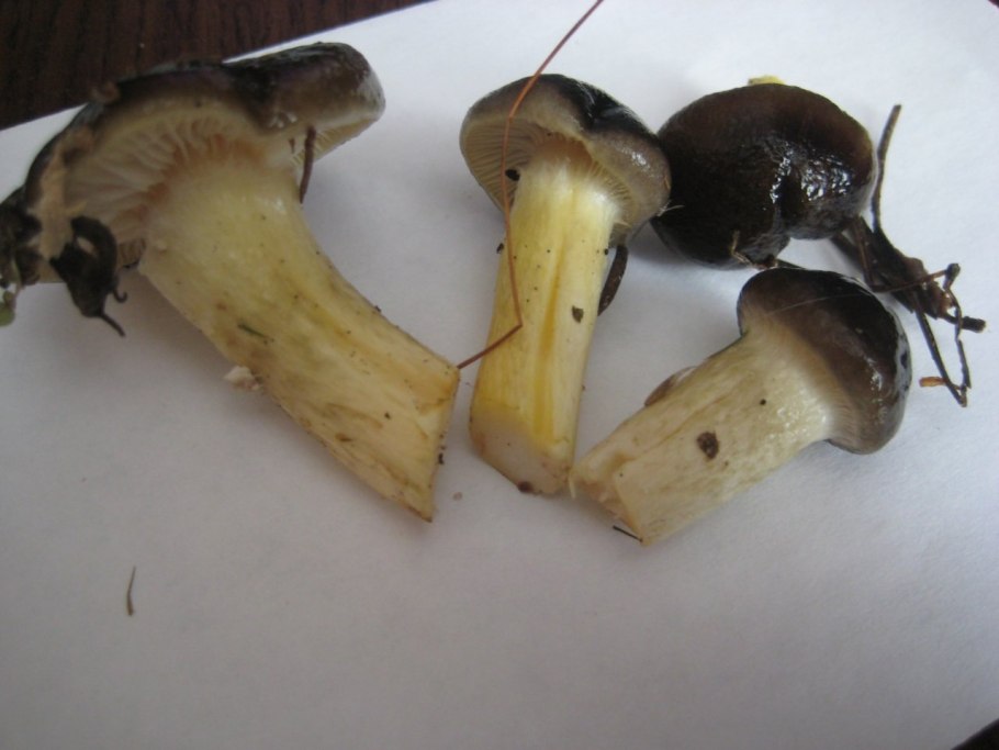 Сопливые пластинчатые грибы