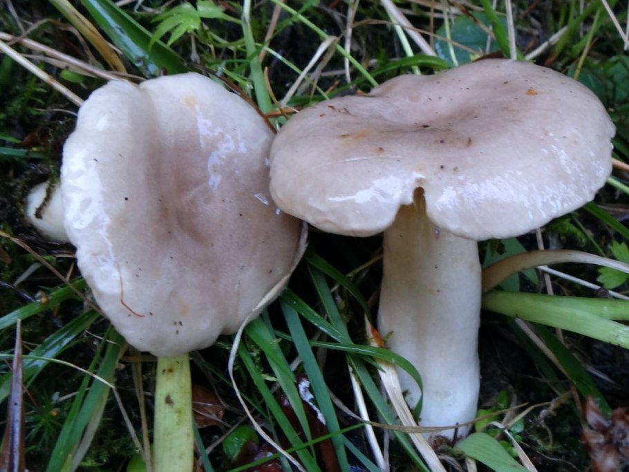 Гигрофор фиолетовый гриб