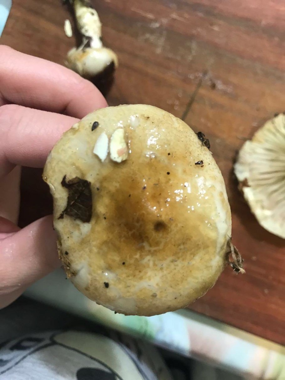 Гриб Suillus luteus