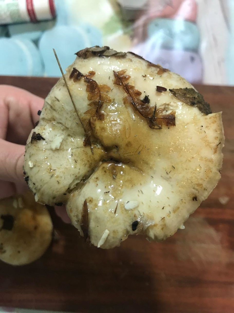 Гриб Mycena interrupta