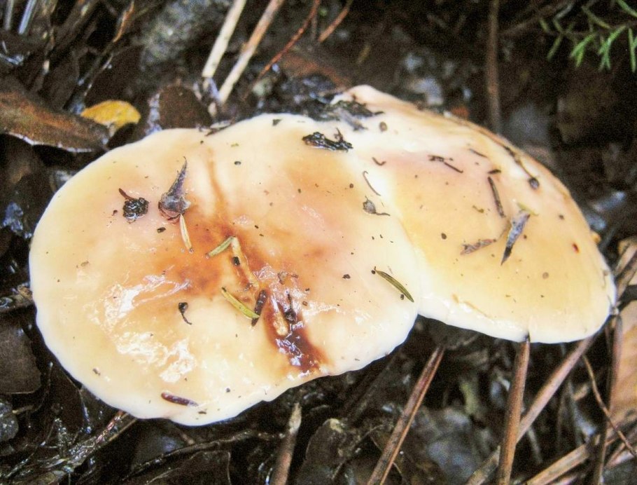 Самый скользкий гриб