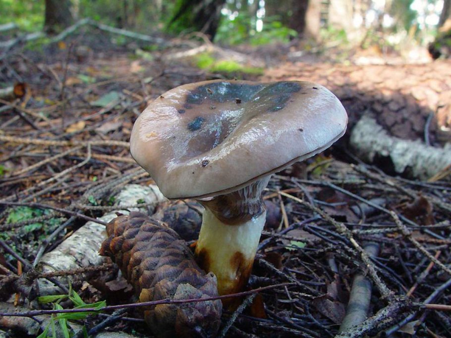 Гладыш млечник обыкновенный Lactarius trivialis