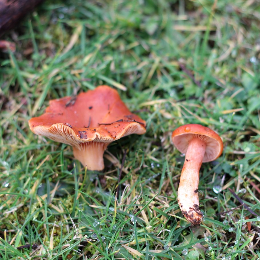 Лимацелла гриб