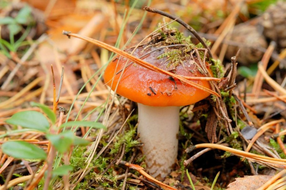 Съедобные грибы маслята