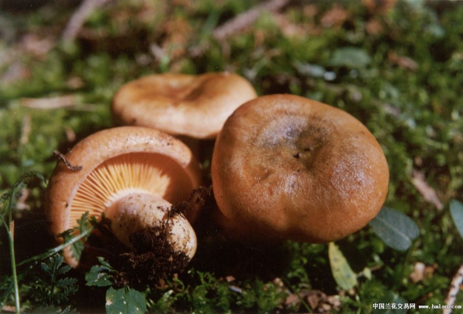 Шампиньон Эссета (Agaricus essettei)