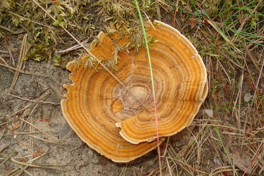 Brown Mushroom pictures