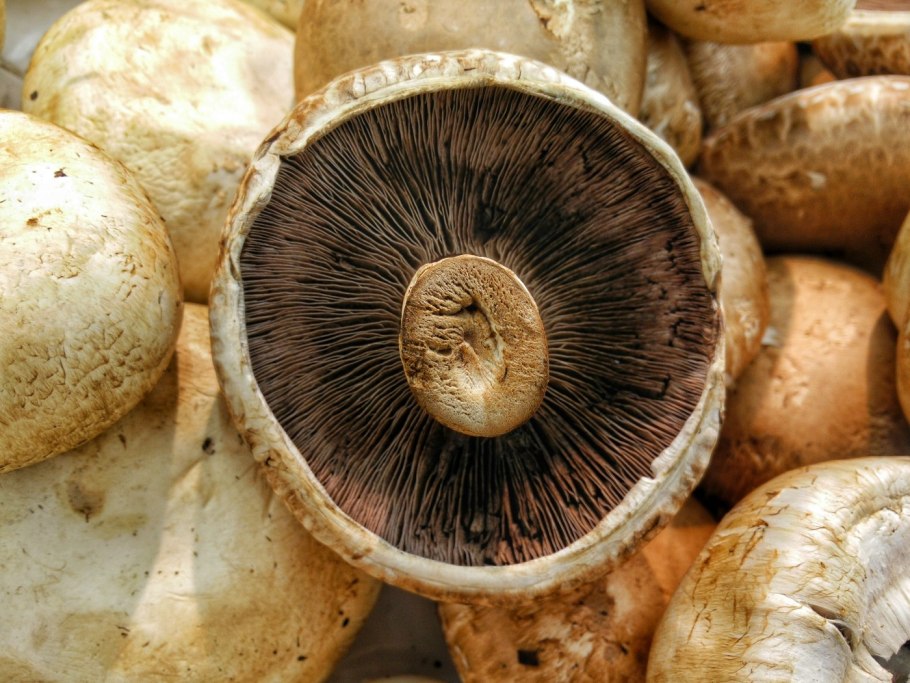 Tricholomopsis rutilans