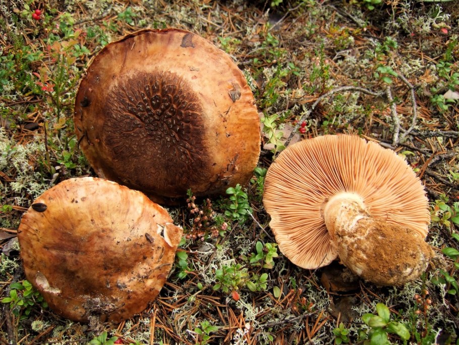 Cortinarius elegantior