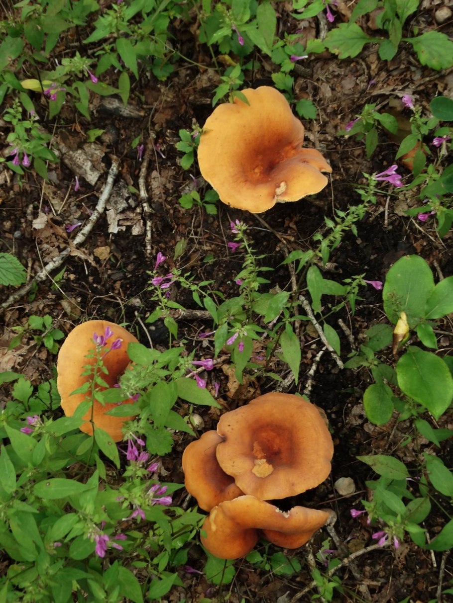Груздь красно-коричневый (Lactarius volemus)