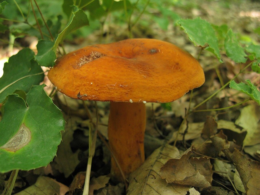 Подмолочник молочай гриб