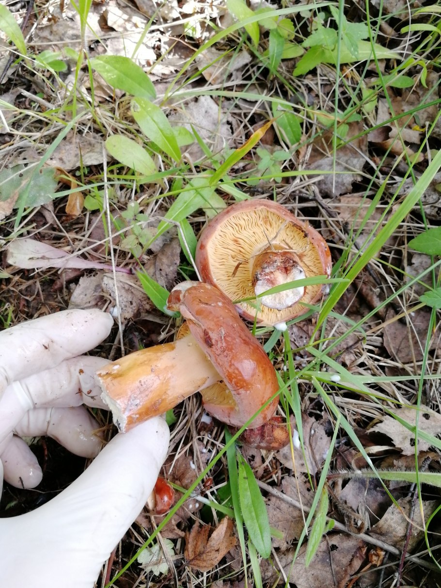 Lactarius volemus подмолочник