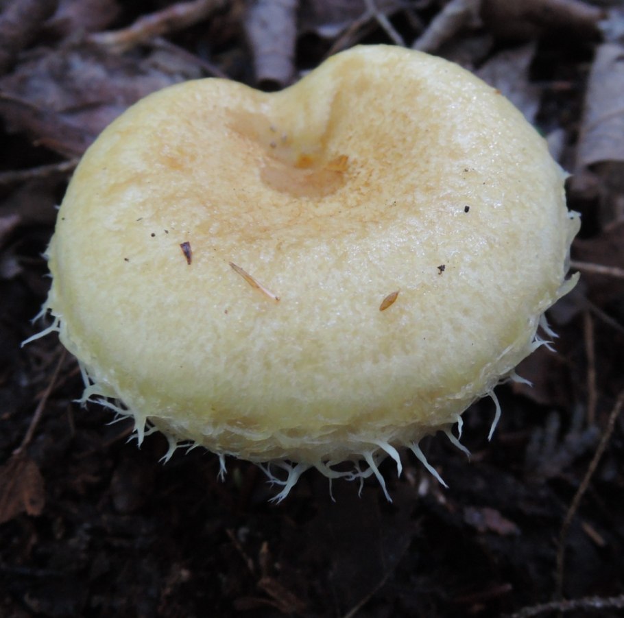 Скрипица Lactarius vellereus.