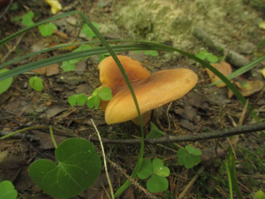 Груздь скрипица