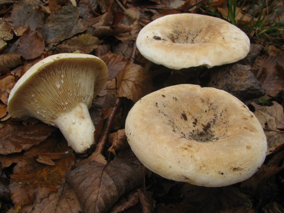 Скрипица lactarius vellereus.