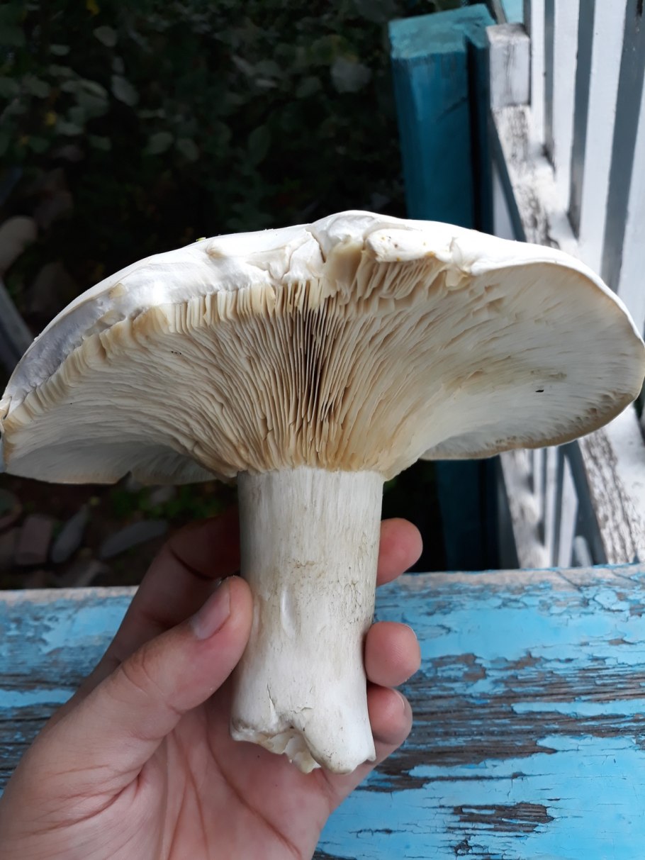 • Лейкопаксиллус лепистовидный гриб