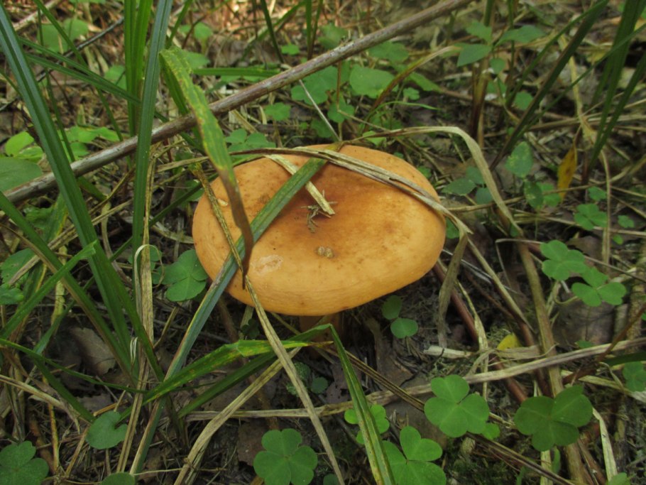 Подорешник Сахалинский гриб