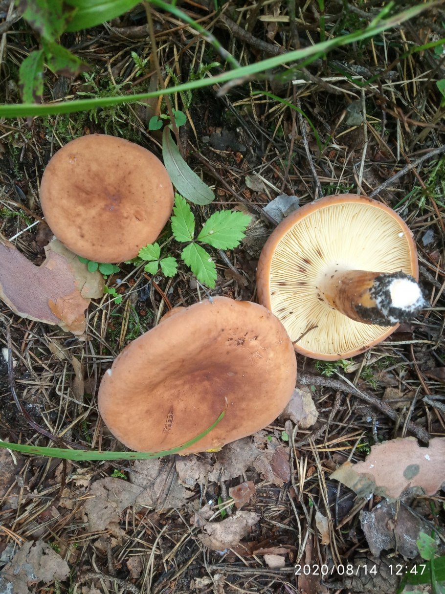 Млечник подорешник гриб