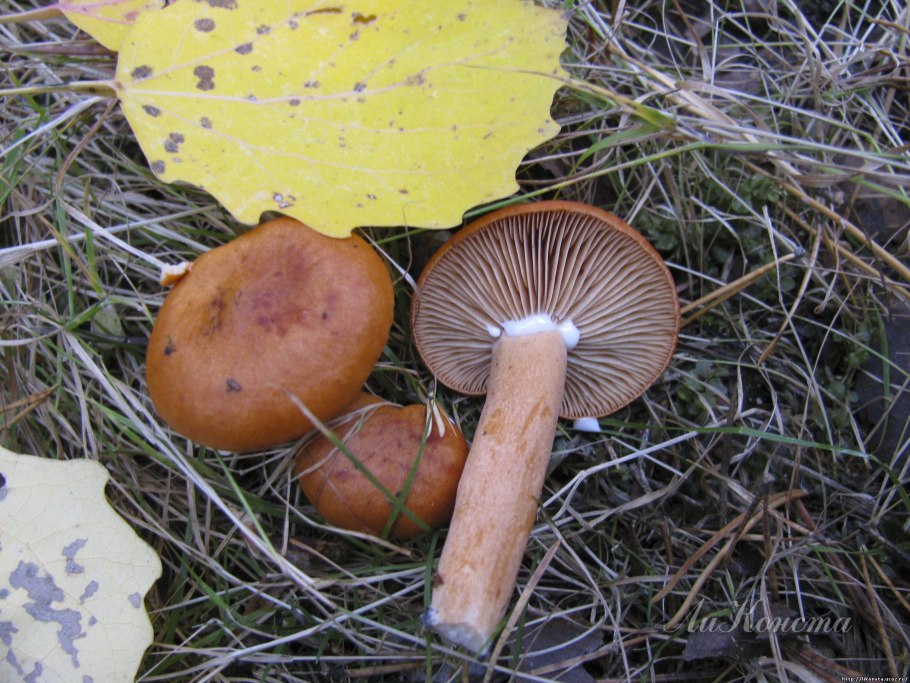 Подмолочник молочай