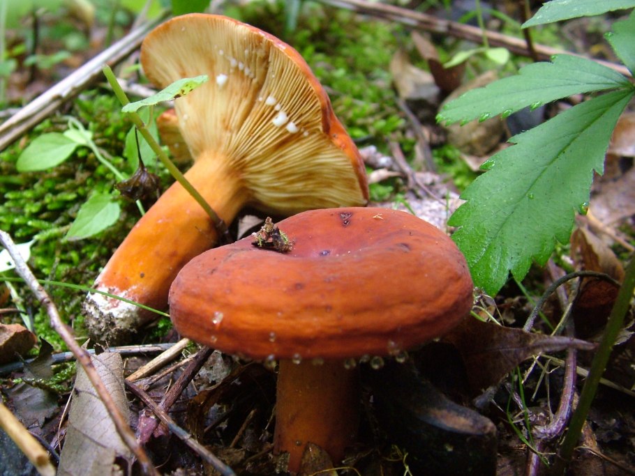 Lactarius volemus подмолочник