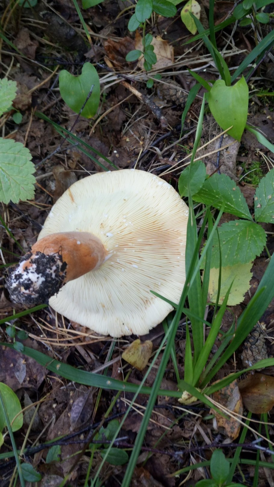 Подмолочник молочай