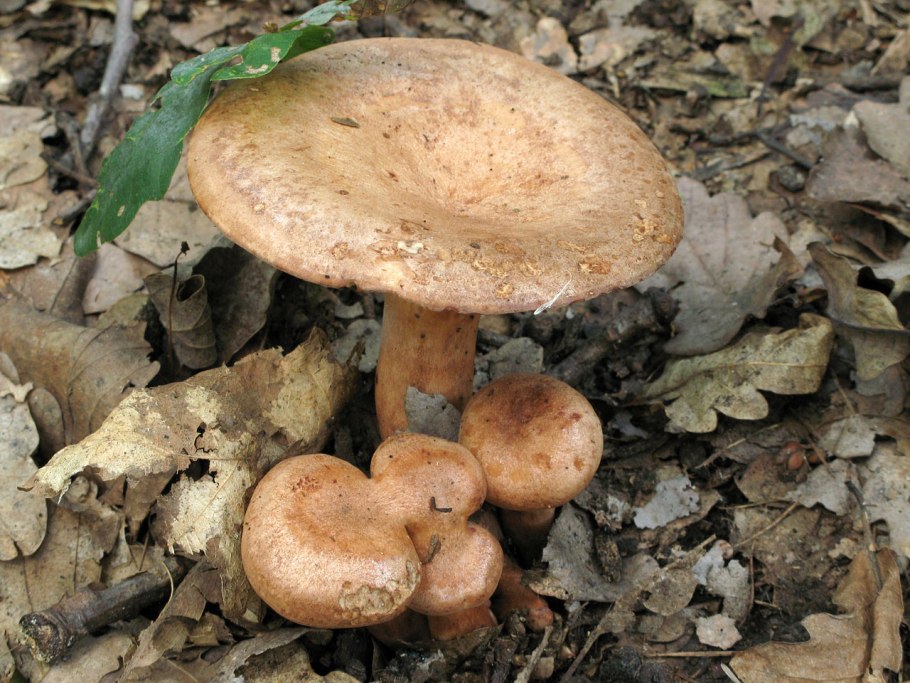 Lactarius volemus подмолочник