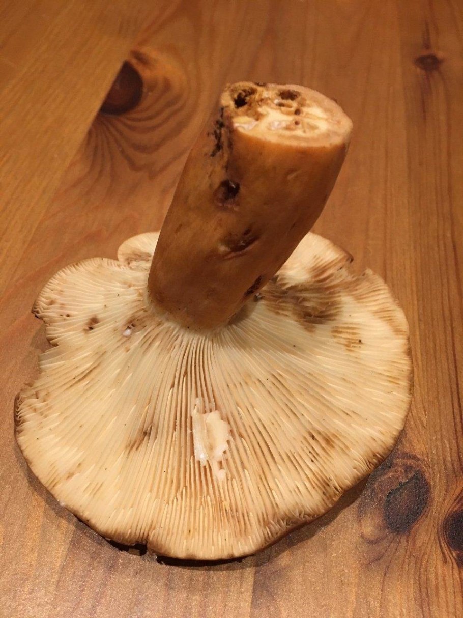 Гриб молочник