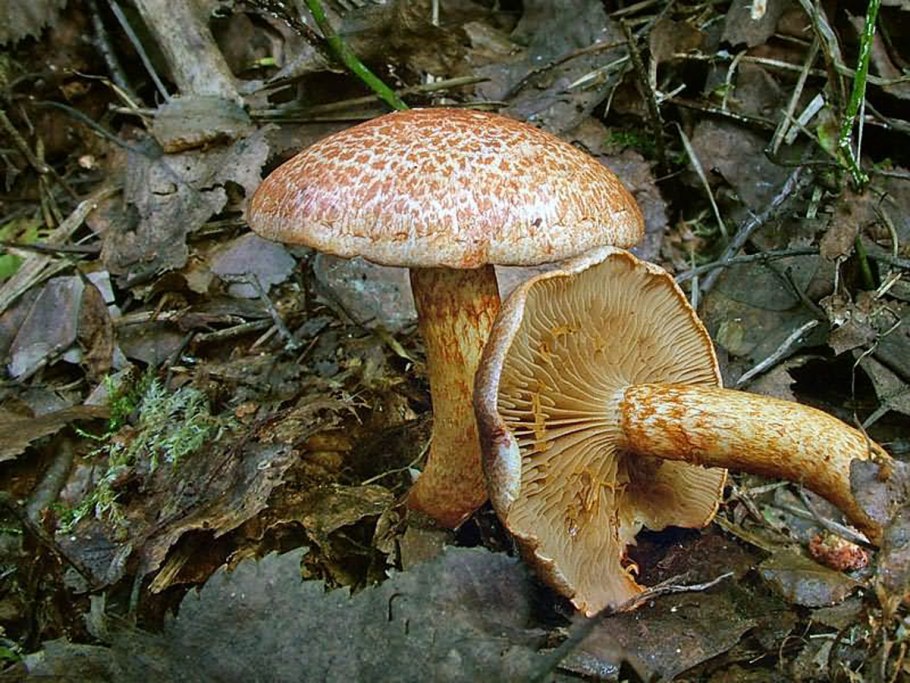 Паутинник ленивый