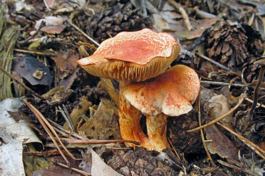 Паутинник красночешуйчатый