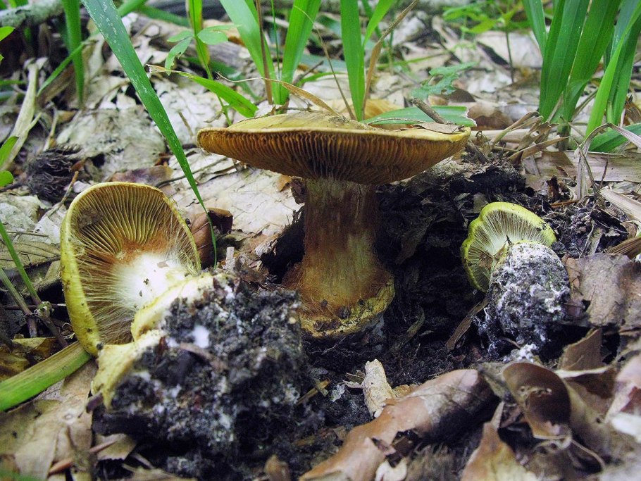 Cortinarius xanthochlorus