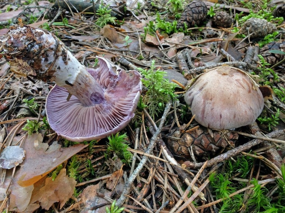 Паутинник гриб