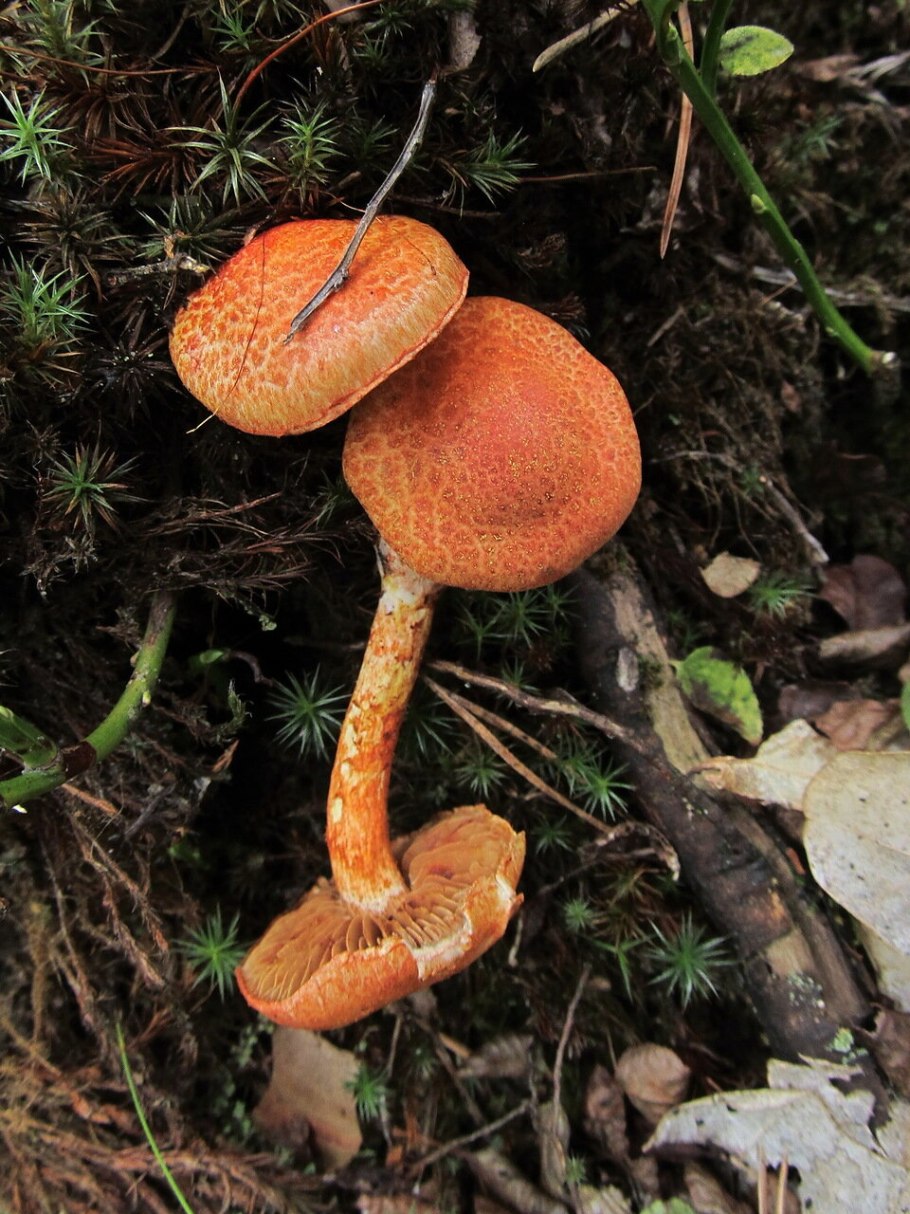 Паутинник прелестный (Cortinarius venustus