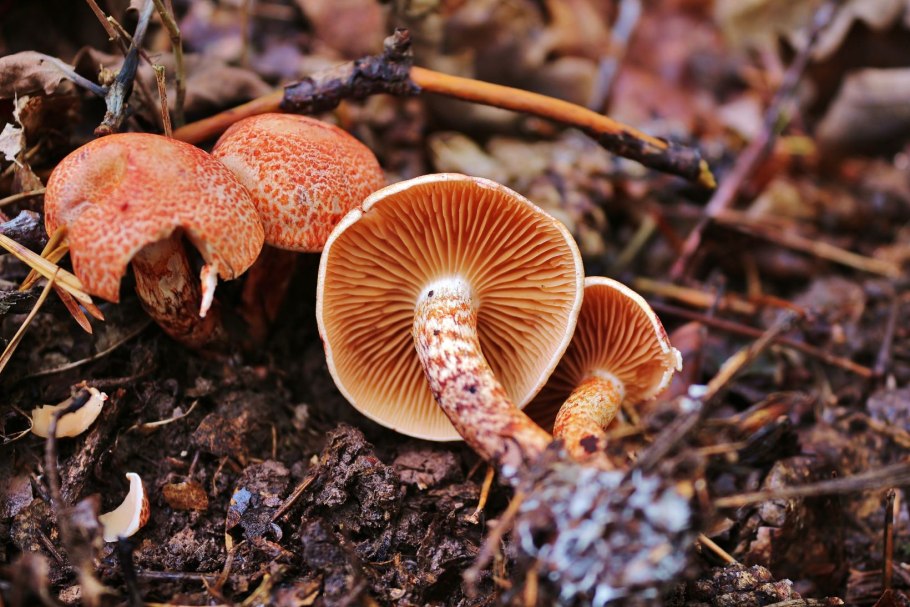 Паутинник кольчатый