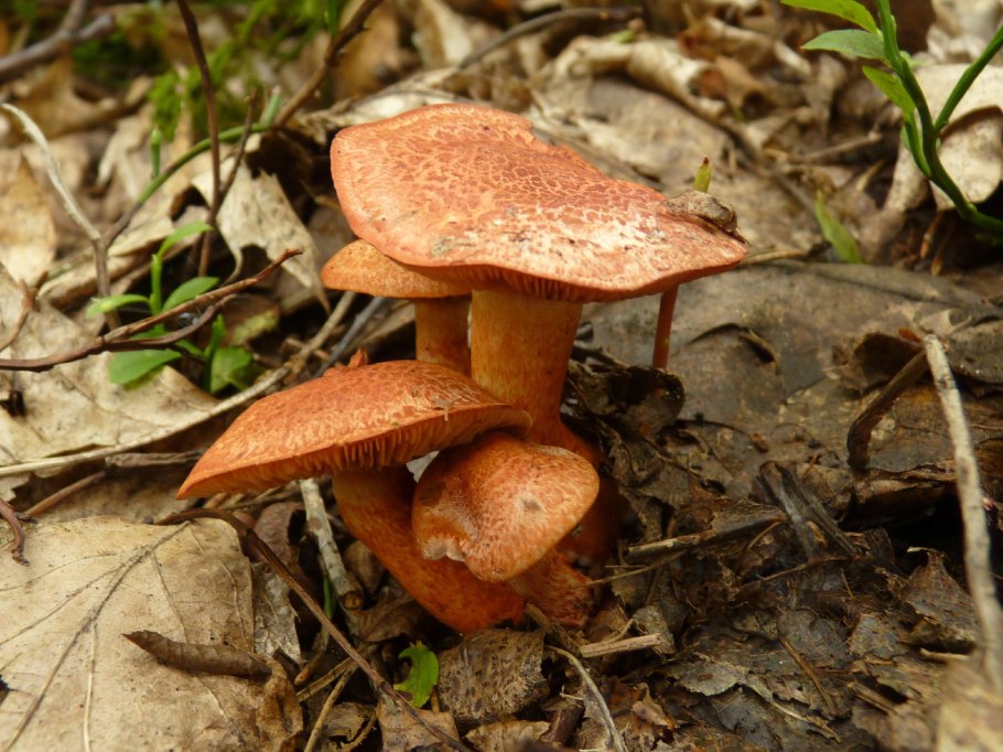 Моховик красный Боровик