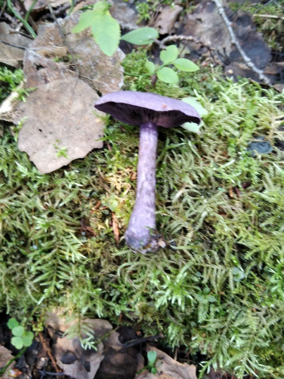 Опята в Ленобласти