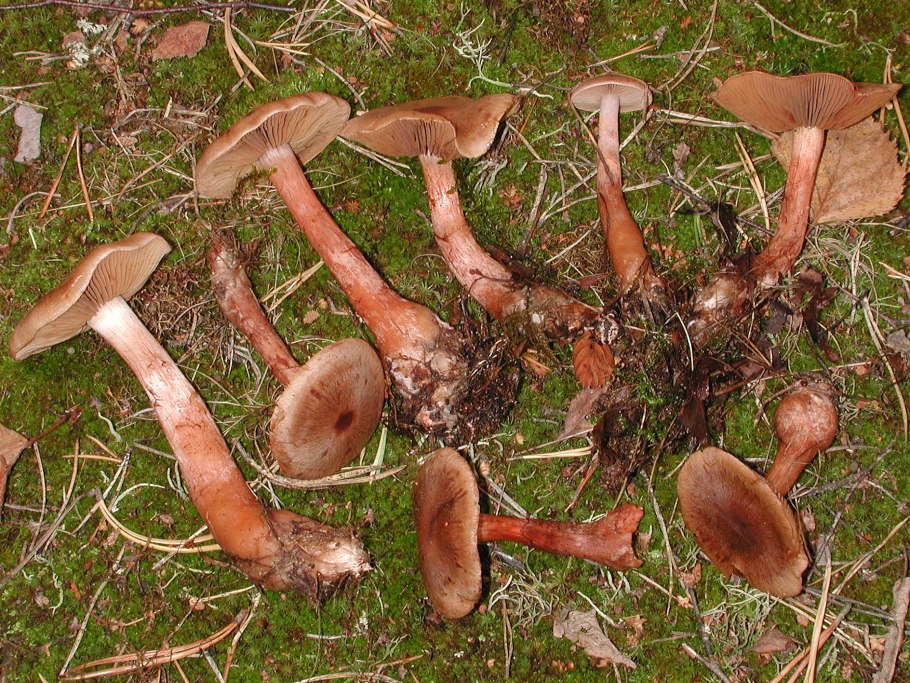 Паутинник рыже-оливковый Cortinarius rufoolivaceus