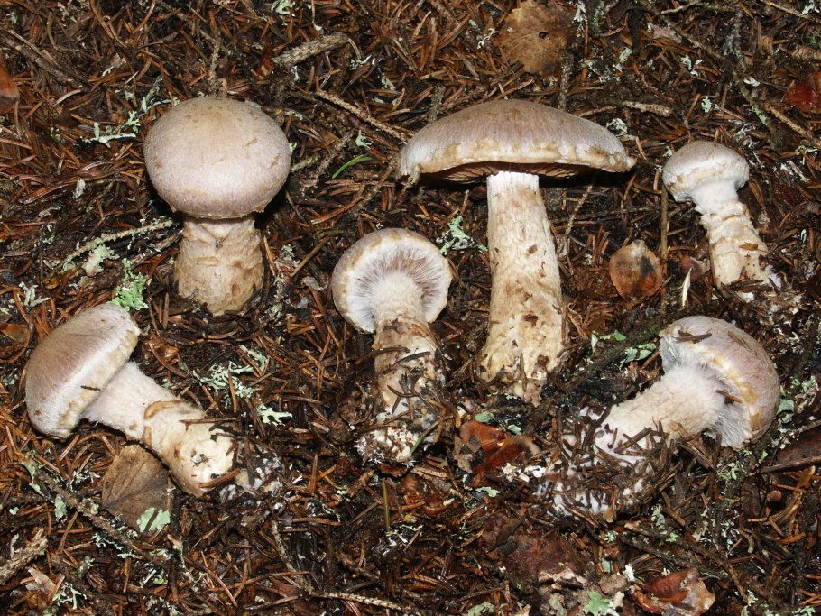 Cortinarius Largus