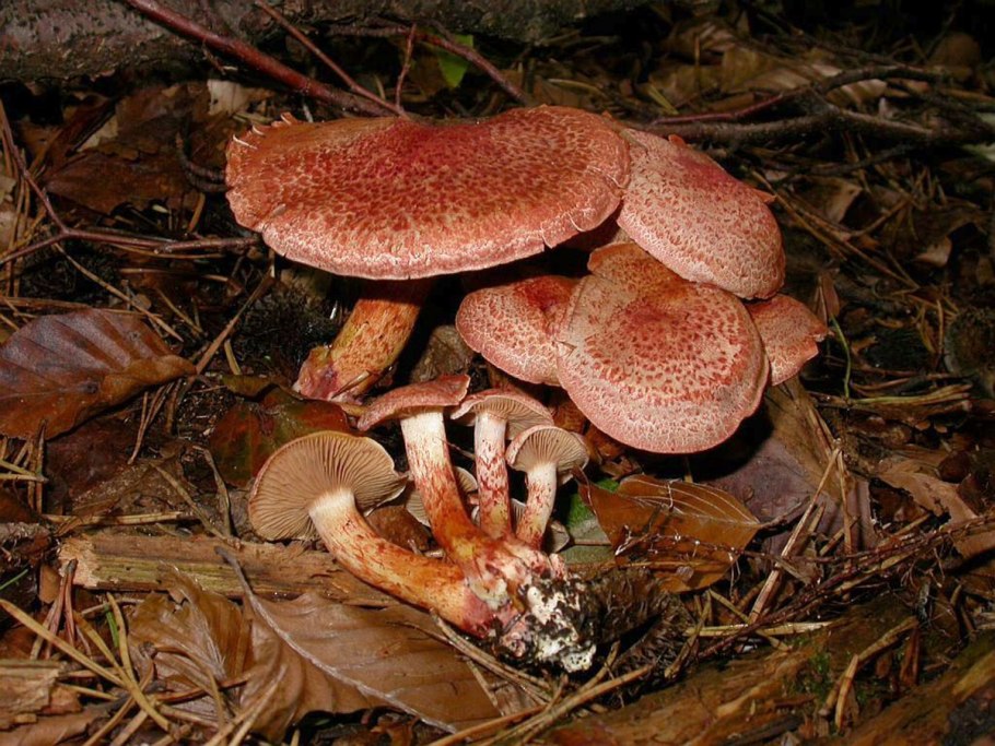 Паутинник двупокровный Cortinarius bivelus