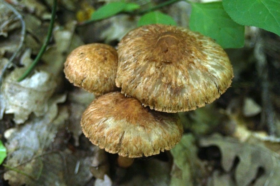 Груздь водянистозоновый (Lactarius aquizonatus)