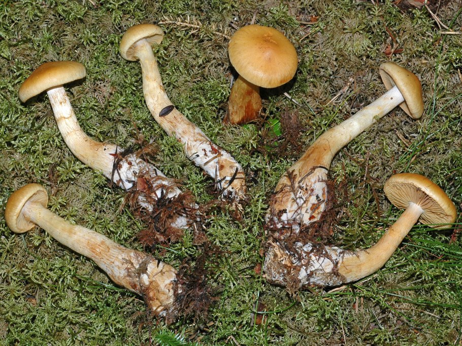 Паутинник полускрученный