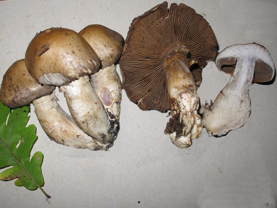 Гриб по фото