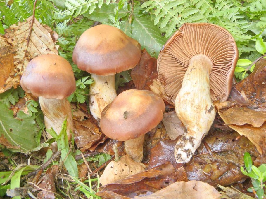 Паутинник придавленный