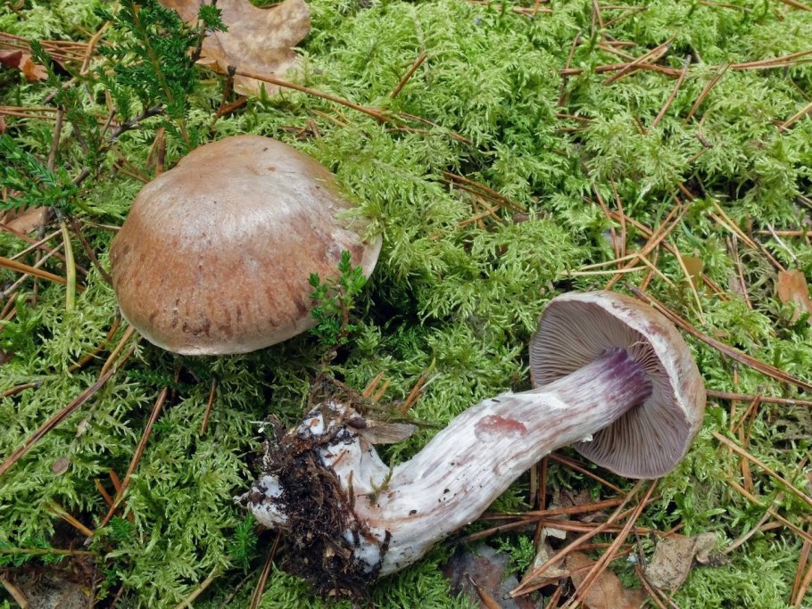 Паутинник павлиний гриб