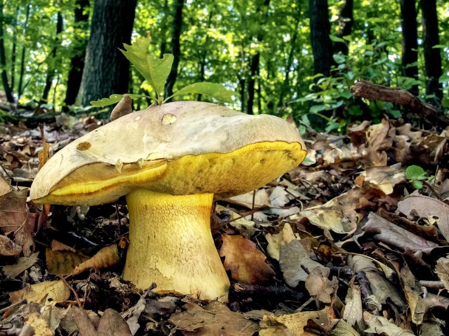 Боровик жёлтый (Boletus junquilleus)