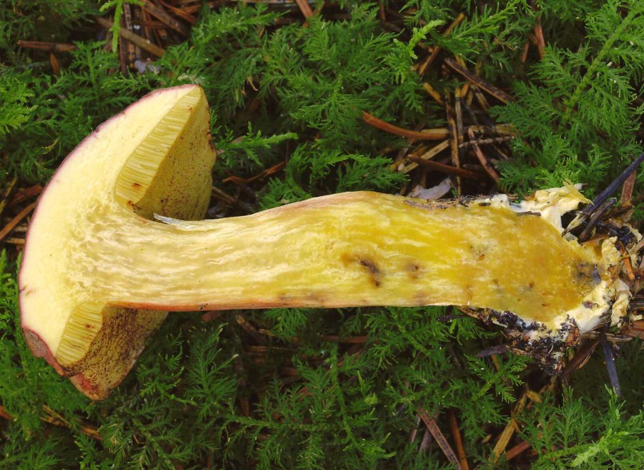Моховик бархатный Xerocomellus pruinatus