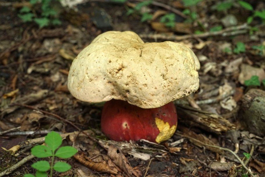 Гриб Дубовик с красной шляпкой