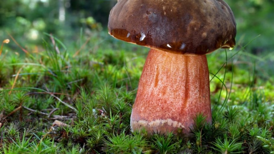 Болетус золотистоножковый